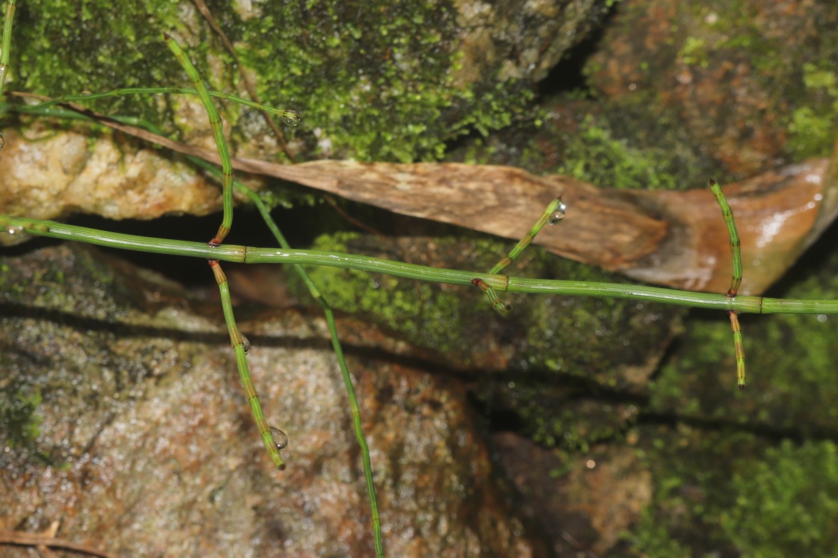 Equisetum ramosissimum  Desf.